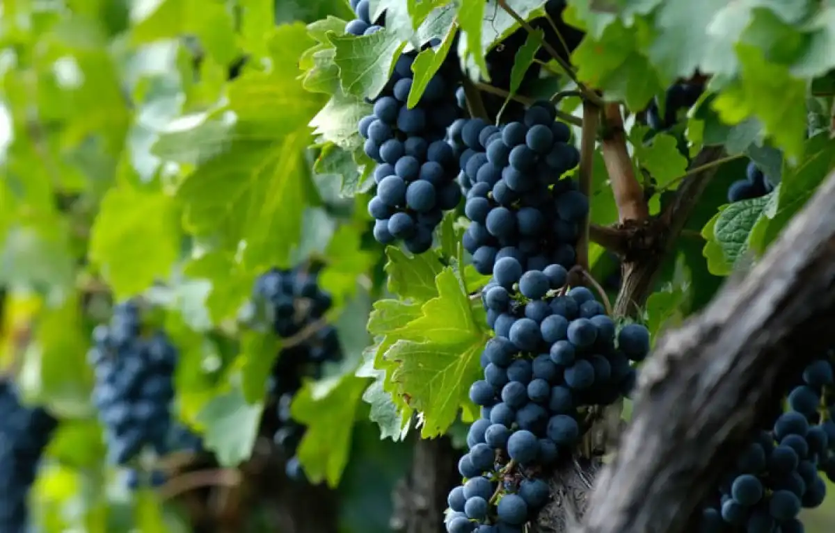 Былтыр Өзбекстанда 2 миллион тоннаға жуық жүзім жиналды