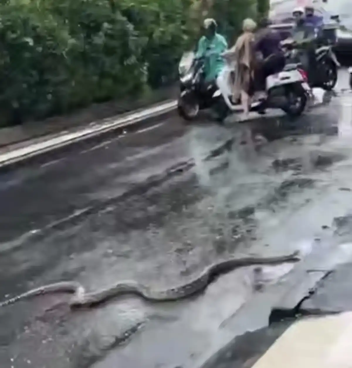 Балиде су тасқыны: Көшеде 5 метрлік жыландар жүр